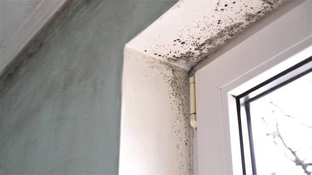 Best Crawl Space Mold Remediation  in Tremonton, UT
