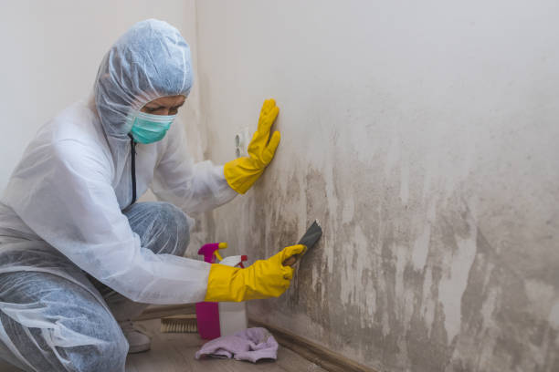 Best Mold Odor Removal Services  in Tremonton, UT