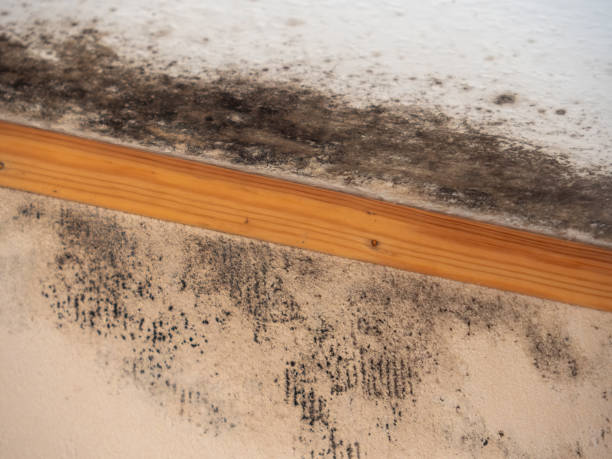 Best Emergency Mold Remediation  in Tremonton, UT